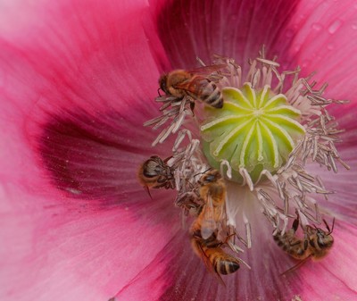 Bees partying on the poppies