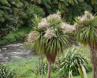 Cabbage trees aka ti kouka in full flower by the river