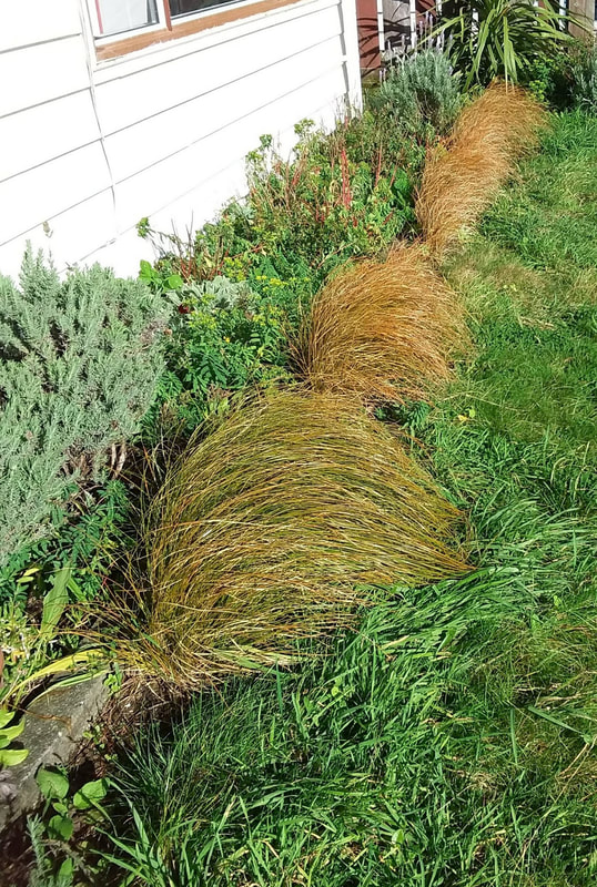 NZ Native carex planted along the concrete garden edging, softens the look.  