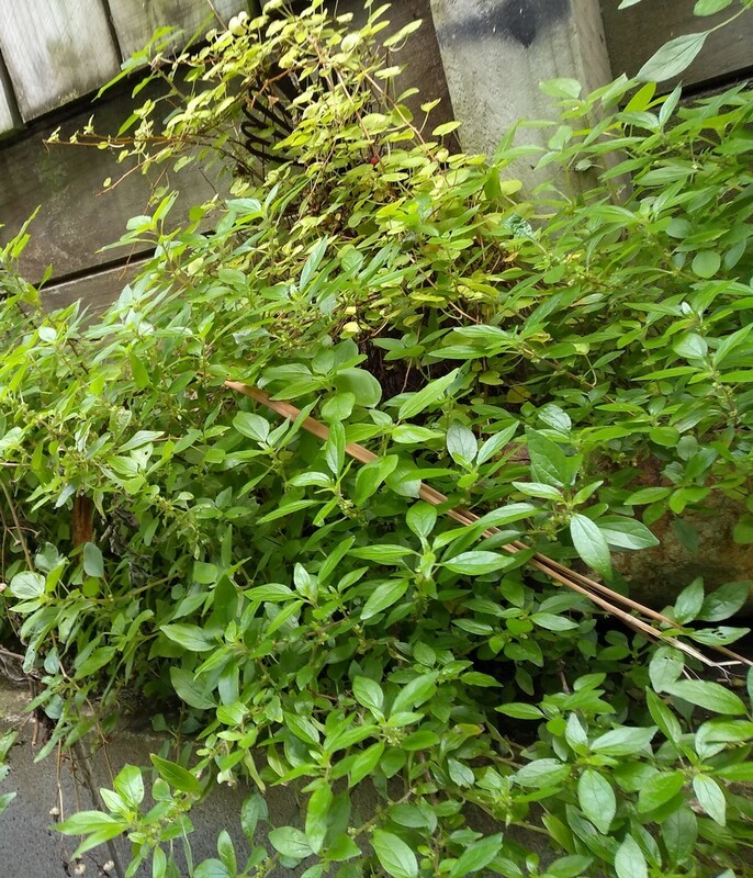 Fuschia procumbens hidden by galinsoga weed,