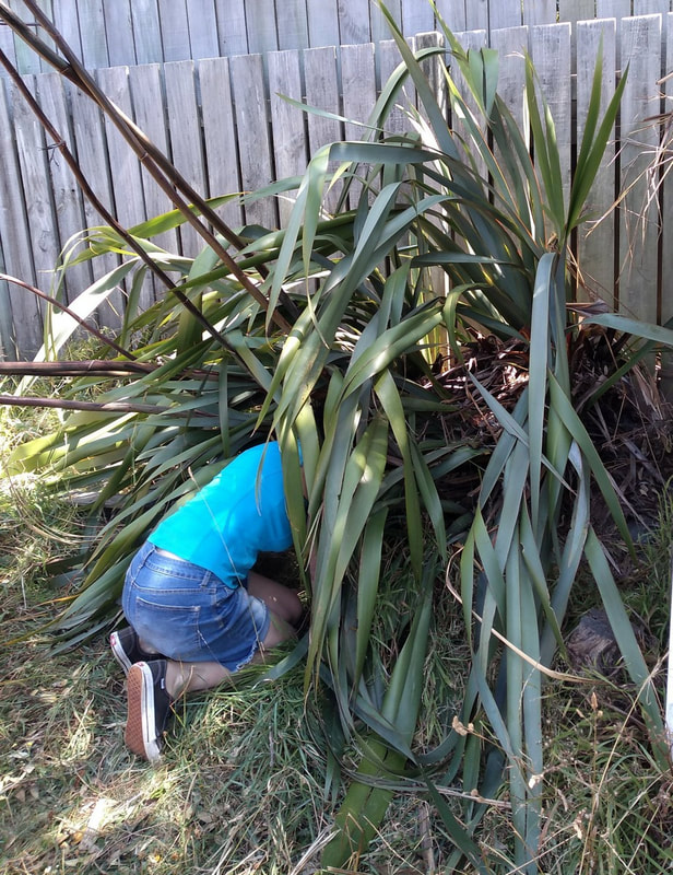 Person cutting dead leaves off large flax