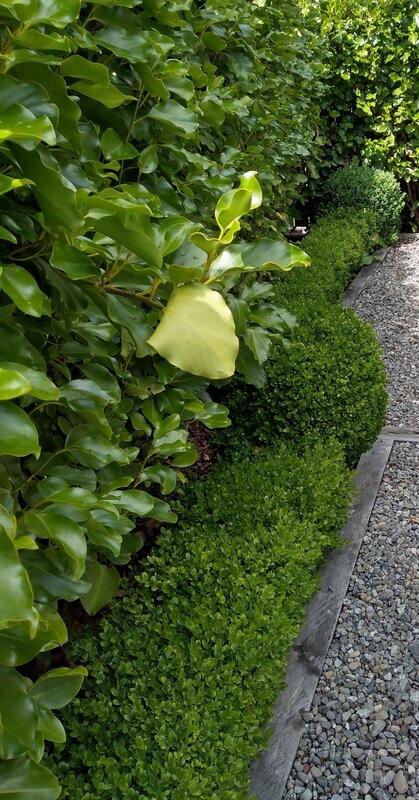 Griselinia hedge with a shorter box (buxus) hedge below. 