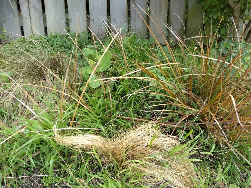 Native grasses contrast against the weeds