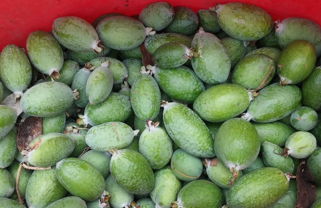 Photo of a bucket of just picked feijoas