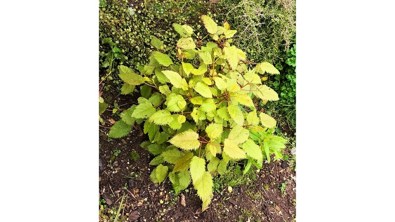 Once established the 2 makomako (wineberry) took off and are looking lush.