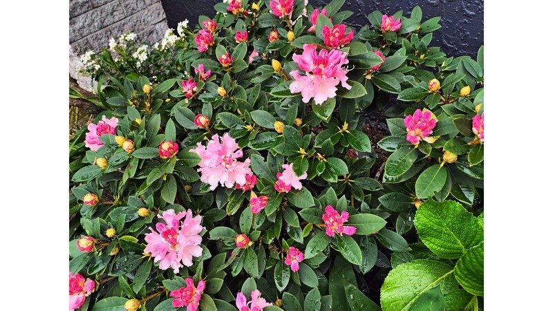 And this flourishing pink rhododendron was already there.