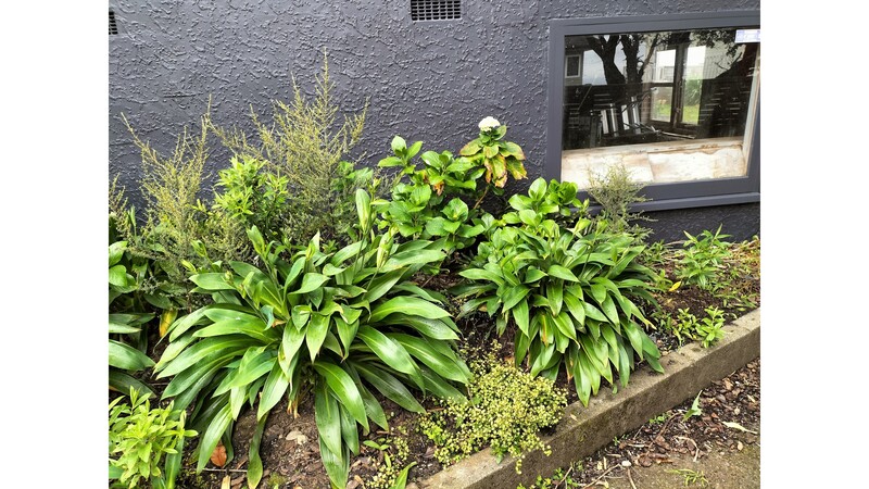 In the front bed we added some local native plants and gave the renga renga lilies some extra care.