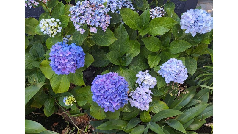 There were already some flowering shrubs, such as these intense blue hydrangeas, in the front garden which we fed and managed pests.