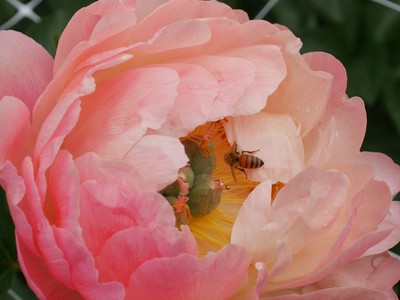 Waiongana Gardens are known for their peonies. The bees agree