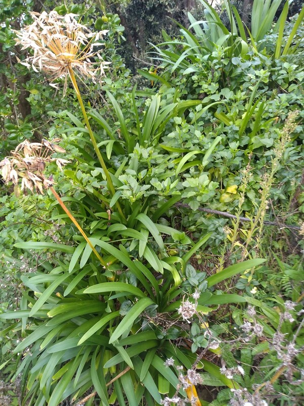 Weeds in area in front of house. Left of upward path. Not sure if this is client's property