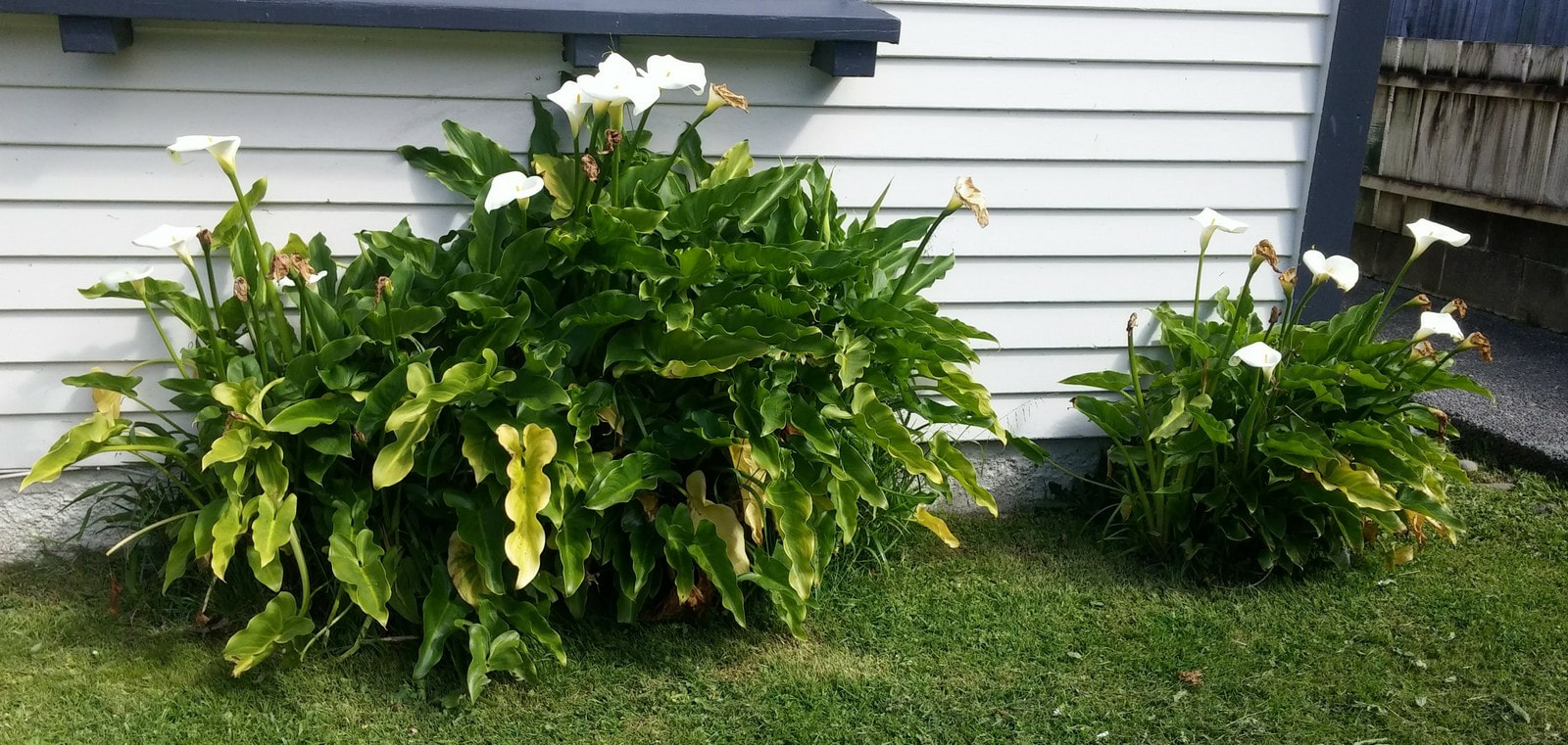 Arum lilies by the house