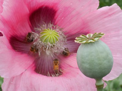 Poppy flower with seed head in foreground