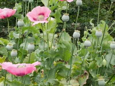Poppy foliage with a few pink poppy flowers
