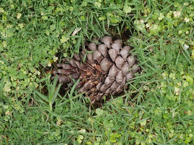 pine cone mown into the lawn