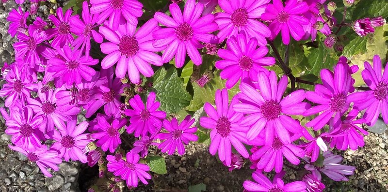 A close up of the composite cineraria deep pink flowers