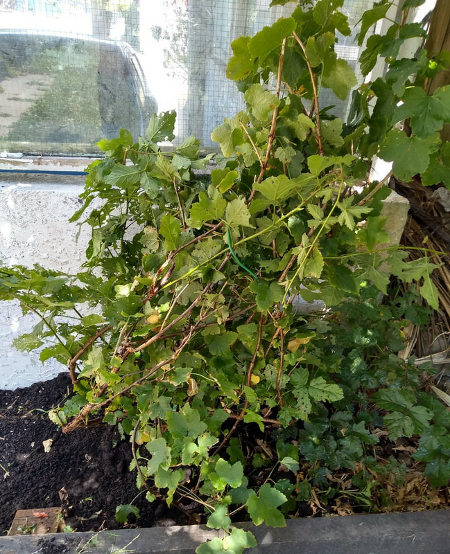 Tied up the currants, gave them compost and foliar feed. Photo of currant plants.