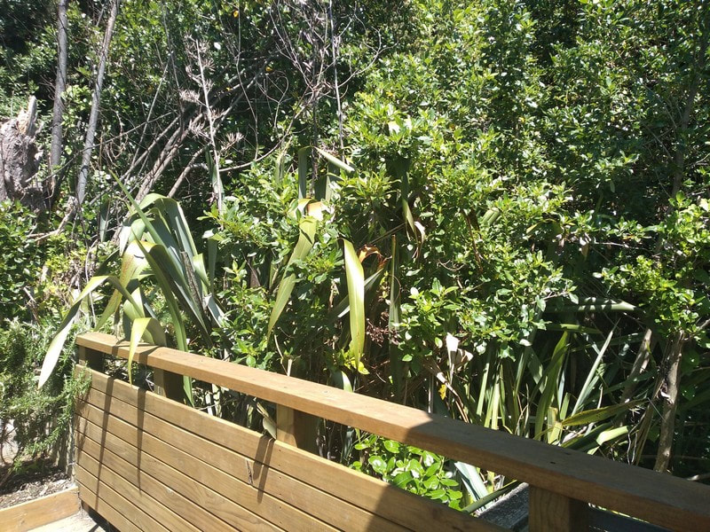 The 'wild' area. We prune back any branches that invade the deck. 