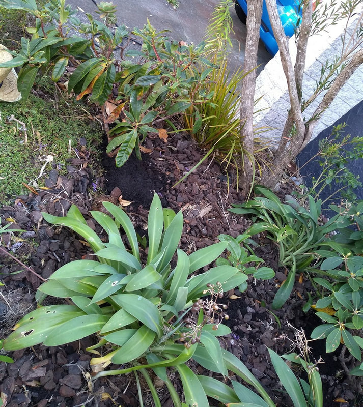 Front bed after weedmat pulled out