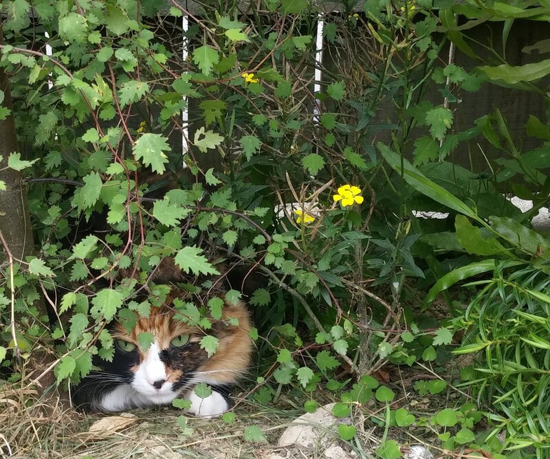 Georgie cat likes hanging out under the ribbonwood. Her eyes are the same colour as the leaves. 