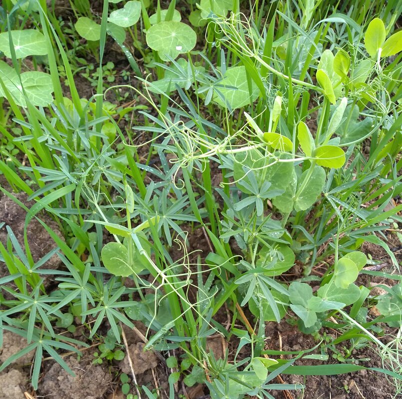 Green manure crop seedlings showing oats, lupins, peas.