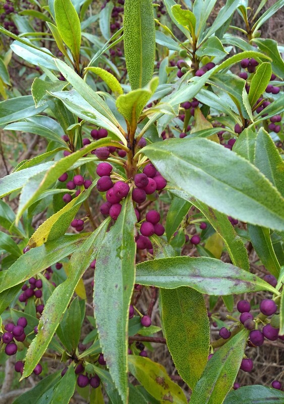 Ngaio berries