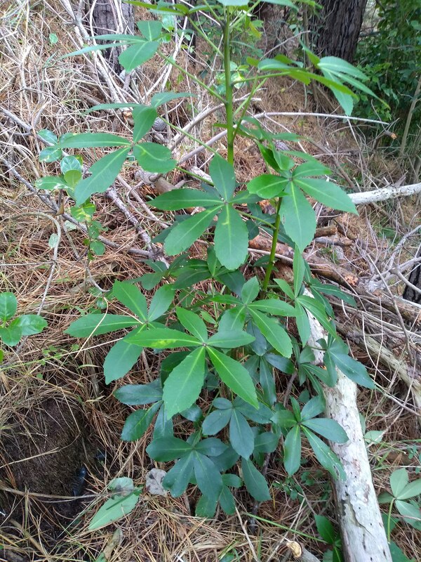 Pseudopanax, five finger, is one of the first natives to grow in bare areas under a canopy.