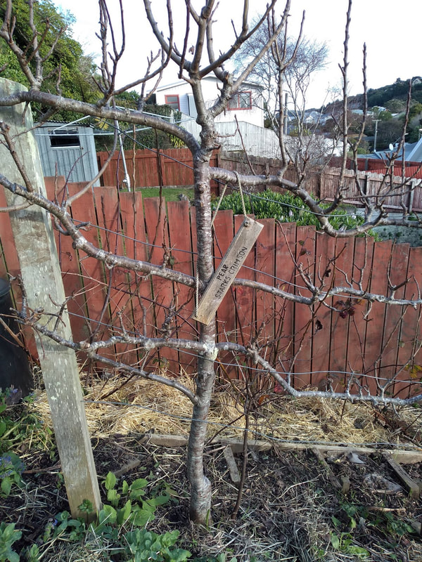 Photo of espaliered pear tree in Brooklyn Community Garden
