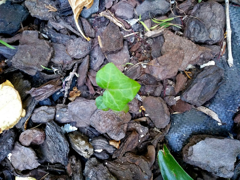 Innocent looking ivy seedling
