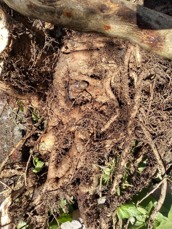 A mat of ivy roots