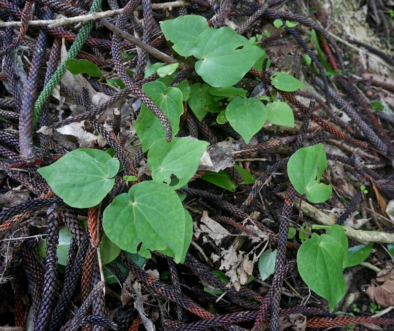 And as we clear we discover more self-seeded kawakawa(Macropiper excelsum). 