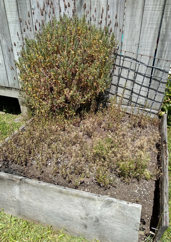 This bed is so dry and the soil depleted. We've cut the lavender back again as we did last year when it made a comeback.