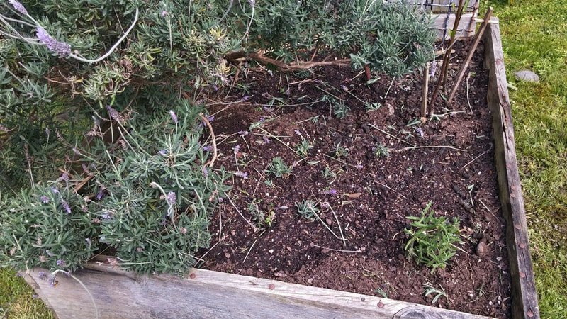 A very dry raised bed with an unpruned lavender