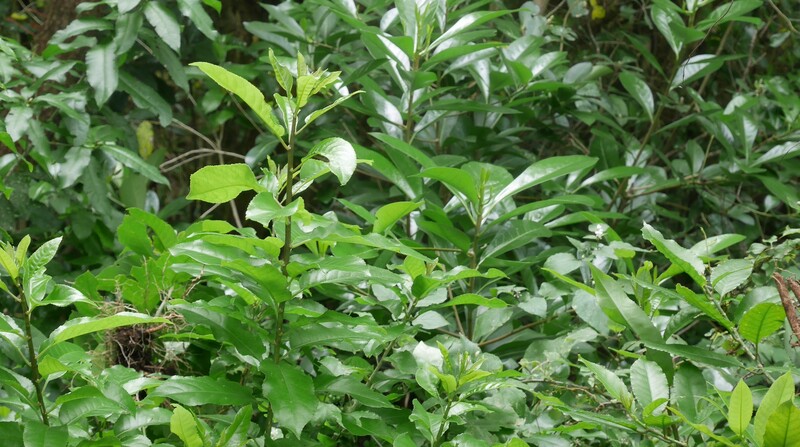 Mahoe (Melicytus ramiflorus, whitey wood) in front. Karaka ( (Corynocarpus laevigatus, New Zealand laurel) at the back. 