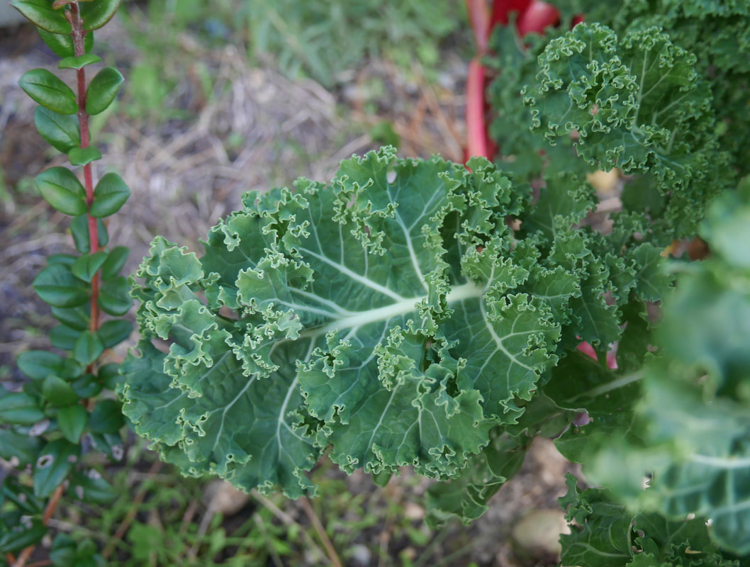 Photo of curly kale leaf