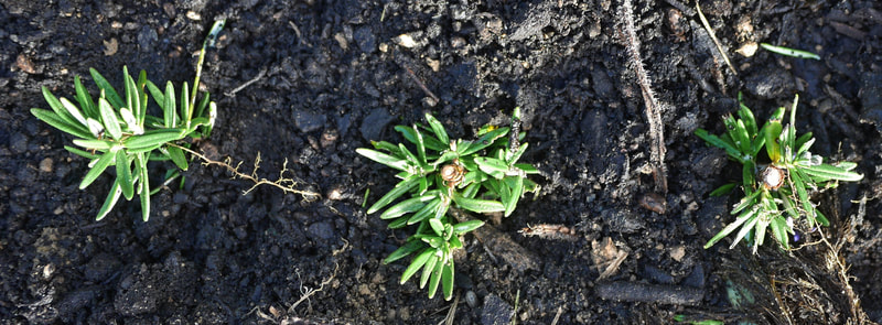 Rosemary cutting in the ground with compost