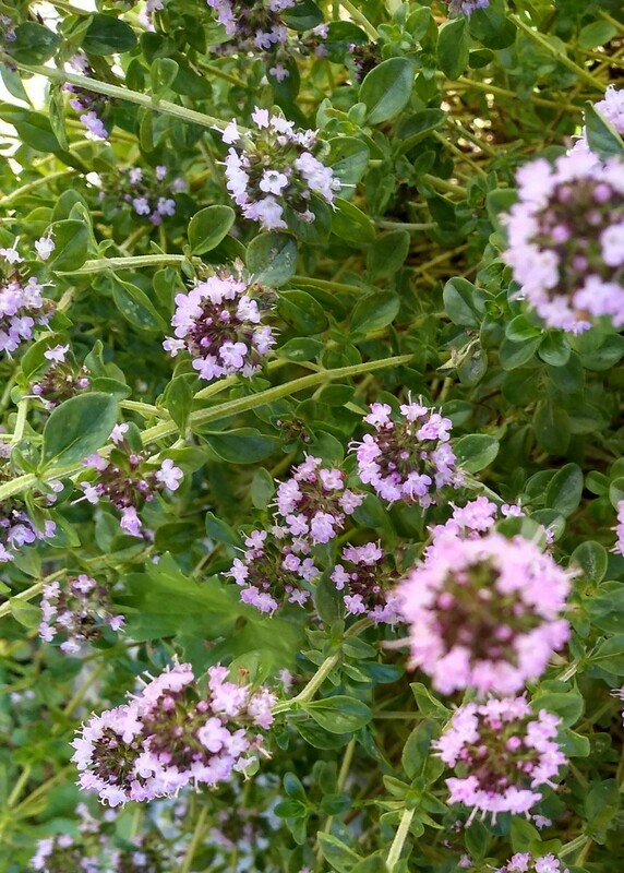 Thyme in flower is attracting loads of bees