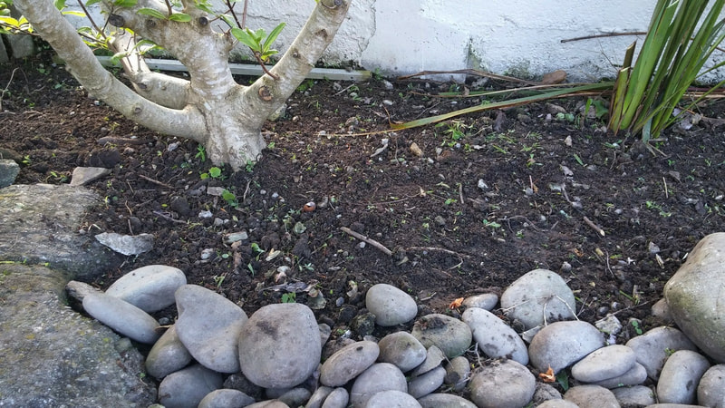Soil and stones under magnolia tree