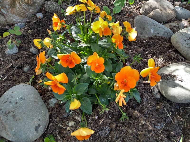 We bought a few pansies for more colour and they too self seed. These orange ones are particularly lovely